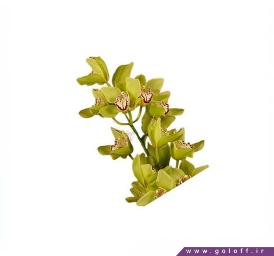 شاخه گل ارکیده سیمبیدیوم بنیونی - Cymbidium Orchid | گل آف